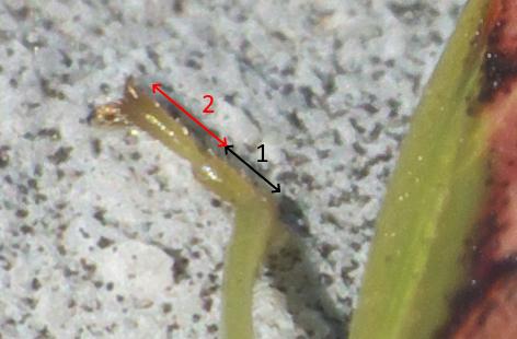 Cyphostethus tristriatus